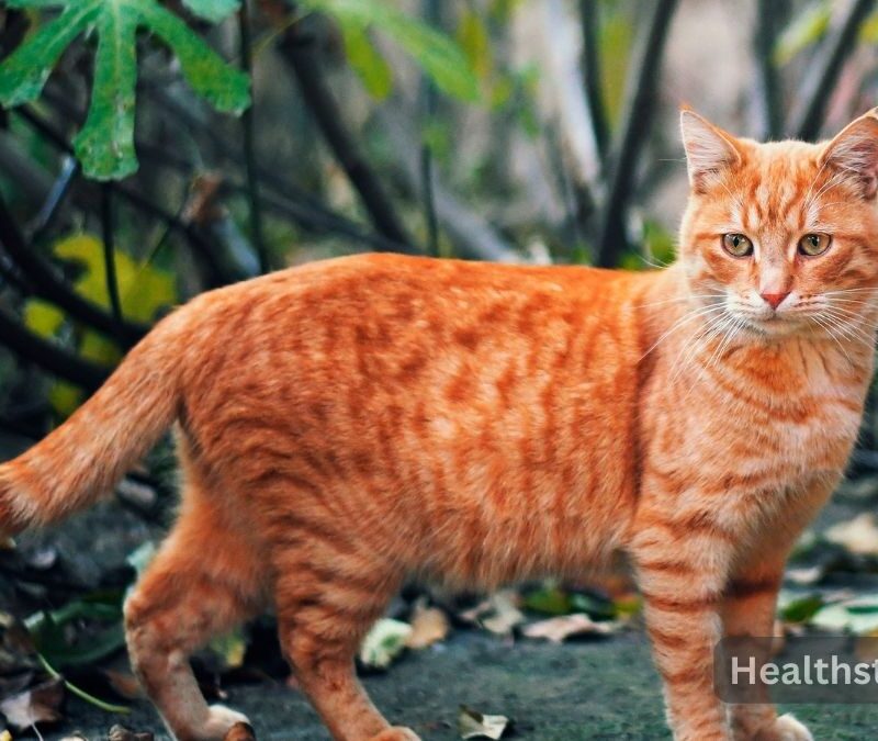 7 Amazing Traits of Your Orange Tabby Cat