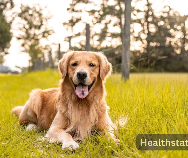 5 Powerful Reasons to Choose Golden Retrievers as Pets
